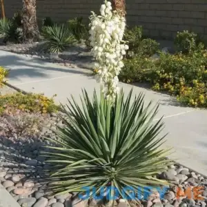 Yucca Excalibur - 2 Gallon Pot - Deer-Resistant
