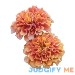 Burpee Strawberry Blonde Marigold Seeds
