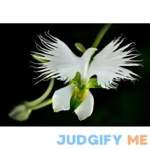 VAACNEE 100pcs White Egret Orchid Flower Seeds