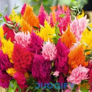 Eden Brothers Celosia Seeds Mixed Pampas Plume Mixed Flower Seeds