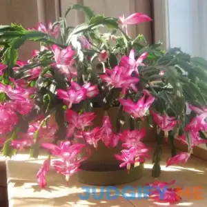 Zygocactus Seeds Crab Cactus