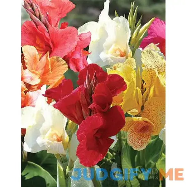Mixed Tall Canna Value Bag | Holland Bulb Farms Mixed Tall Canna Value Bag | Holland Bulb Farms