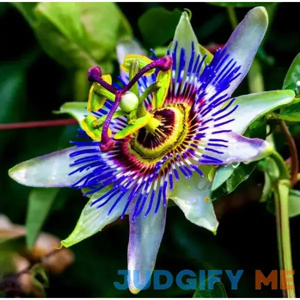 50pcs Passion Flower Dwarf Jewel Mix Flower to Planting 50pcs Passion Flower Dwarf Jewel Mix Flower to Planting