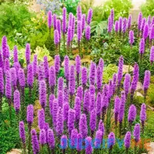 Blazing Star 8 Per Package Purple Liatris spicata