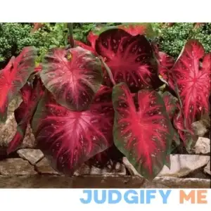 Caladium Red Flash