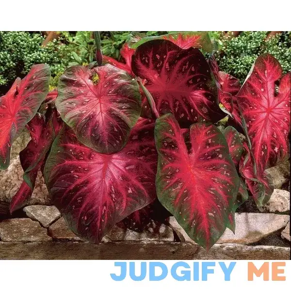 Caladium Red Flash Caladium Red Flash