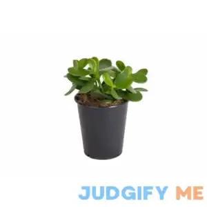 Desert Escape Medium Jade Live Plant