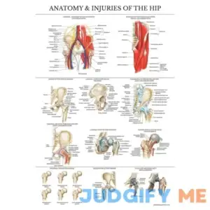 Anatomical Chart Co Anatomy and Injuries of The Hip - Laminated