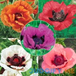 Breck's Colourful Oriental Poppy Collection 5 Per Package Mixed