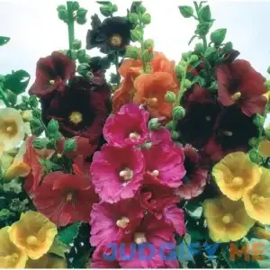 Hollyhock Seeds for Planting Mixed Colors 100+ Seeds