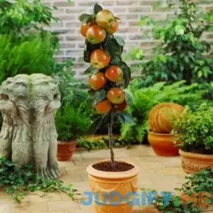 Scarlet Sentinel Columnar Apple Tree