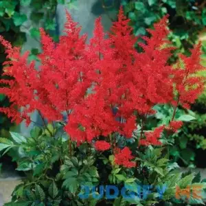 Van Zyverden Astilbe Red Sentinel Dormant Bare Plant Root Partial Sun