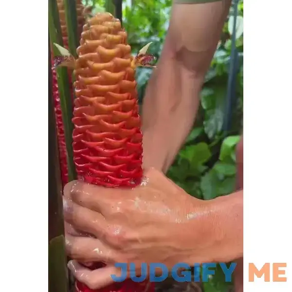 5 Count Shampoo Ginger Rhizomes for Planting Fresh Roots Raw 5 Count Shampoo Ginger Rhizomes for Planting Fresh Roots Raw