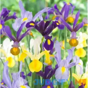 Votaniki Dutch Iris Mixed Bulbs Perennial Long-Lasting Blooms Attracts to Pollinators