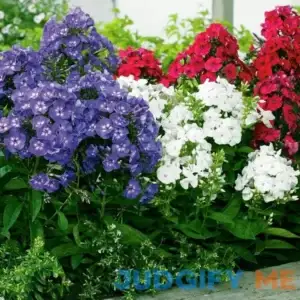 Van Zyverden Phlox Mix Dormant Plant Root Partial Sun Multi-Color