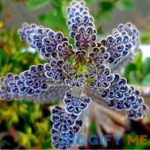 10 Mother of Millions Kalanchoe Succulent Plants