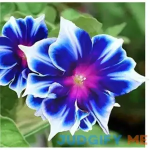 Morning Glory Flower Climbing Vine Seeds for Planting - 100 Seeds per Packet (Blue and White)