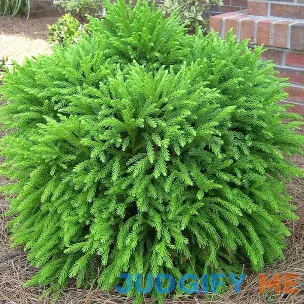 Cryptomeria globosa nana - 1 Gallon Pot - Deer-Resistant Cryptomeria globosa nana - 1 Gallon Pot - Deer-Resistant