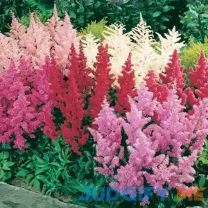 Mixed Astilbe Value Bag