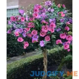 15+ Pink Rose of Sharon Hibiscus / Perennial Flower Seeds