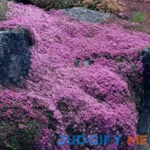 15000+ Creeping Thyme Ground Cover Seeds for Planting - Magic Perennial Flower Landscaping Seeds for Garden