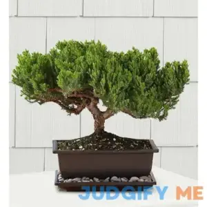 1-800-Flowers Juniper Bonsai
