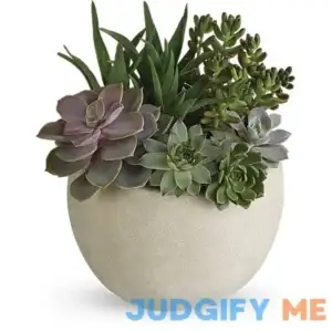 Teleflora Desert Beauty Succulent Garden