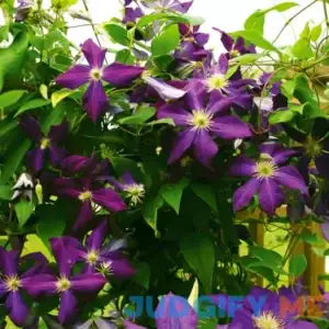 Van Zyverden Clematis Jackmanii Dormant Plant Root Partial Sun