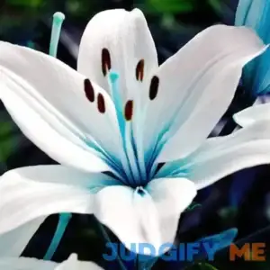 QAUZUY Garden 50 Rare Blue Lily Seeds Perennial Lilium Flower Showy Blossoms Home Bonsai Garden Decor Deer Resistant Easy to Grow Attract Pollinators