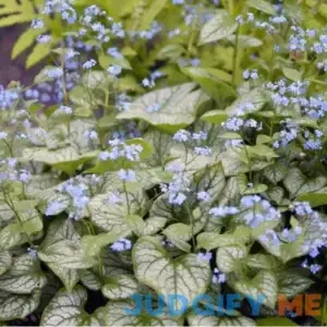 'Jack Frost' Siberian Bugloss | One Quart