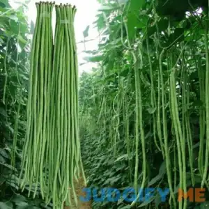 30+ Yard Long Bean Seeds Asian Vegetable Long Bean String Beans Productive USA