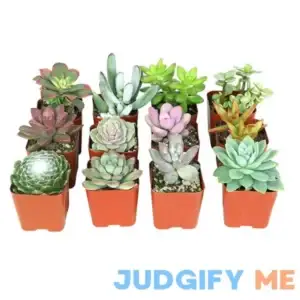 2in Assorted Succulent Live Plants Collection (12-Pack) Altman Specialty Plants