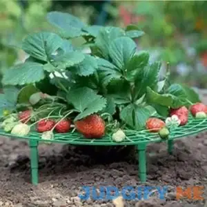 Iceyyyy 5 Pack Strawberry Plant Support Strawberry Growing Racks with 4 Sturdy Legs