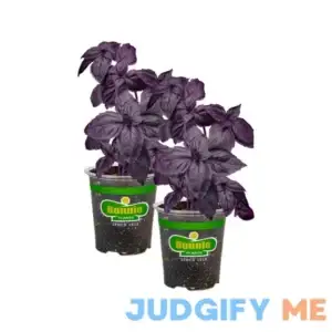 Bonnie Plants Basil-Purple
