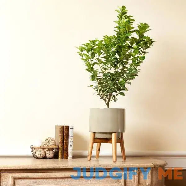 Key Lime Bush Key Lime Bush