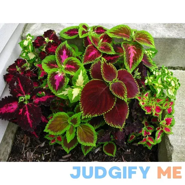 Coleus Blumei Mix Seeds Annual Flowers Beautiful for Planting Non GMO 100 Seeds Coleus Blumei Mix Seeds Annual Flowers Beautiful for Planting Non GMO 100 Seeds