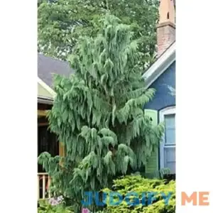 25 Weeping Cypress Pine Seeds Hesperocyparis funebris Non-GMO Seeds