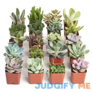Shop Succulents Unique Succulent Plant Pack Bulk Collection Live Mini Succulent Plants
