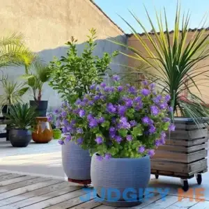 Shrubs Plants Bush BONYOUN Flower/Leaves