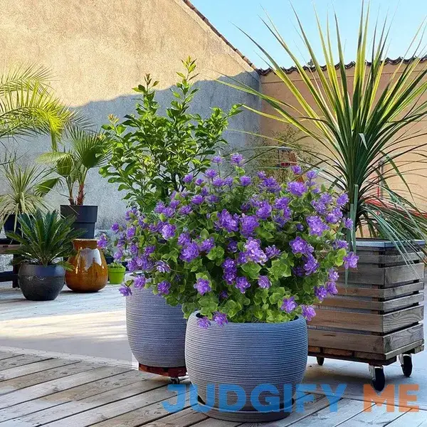 Shrubs Plants Bush BONYOUN Flower/Leaves Shrubs Plants Bush BONYOUN Flower/Leaves