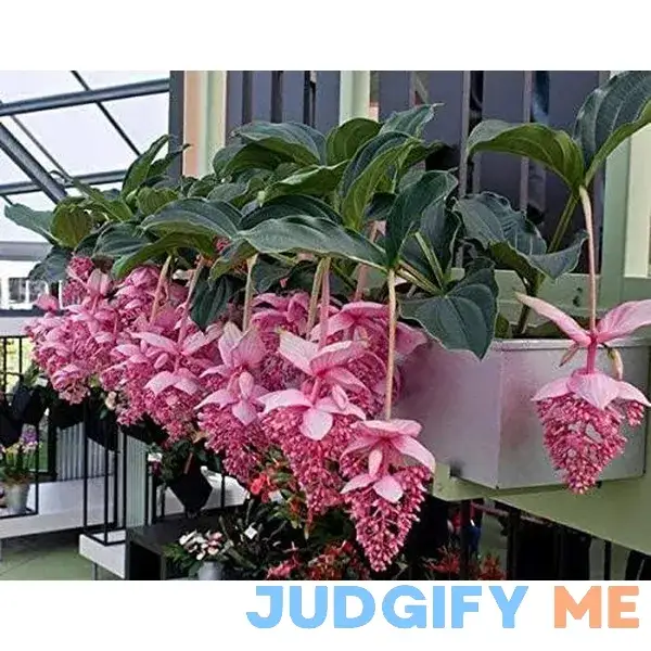 MITRAEE 100 Medinilla Magnifica Pink Flower Seeds MITRAEE 100 Medinilla Magnifica Pink Flower Seeds