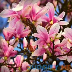 Jane Magnolia Tree Live Plant