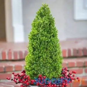 Pyramid-Shaped Compacta Japanese Holly Low-Growing Evergreen Groundcover Shrub
