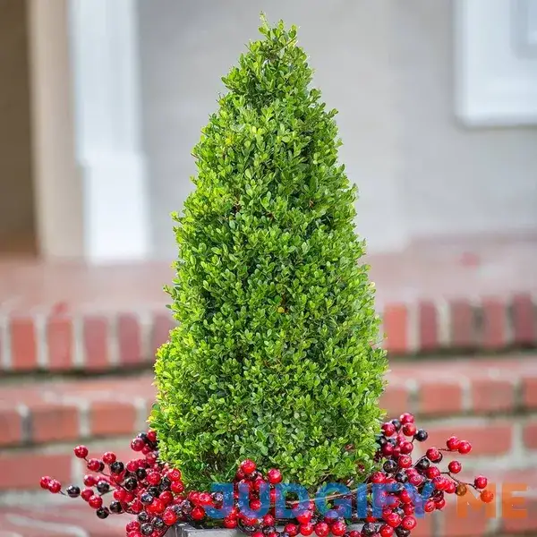 Pyramid-Shaped Compacta Japanese Holly Low-Growing Evergreen Groundcover Shrub Pyramid-Shaped Compacta Japanese Holly Low-Growing Evergreen Groundcover Shrub
