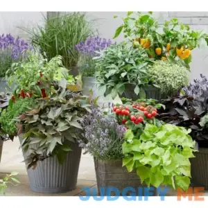 Roberta's 4-piece Treasure Island Edible PotatoVines