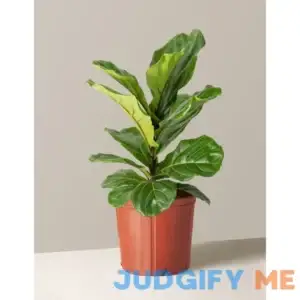 The Sill Fiddle Leaf Fig Houseplants