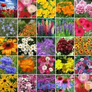 Eden Brothers Northeast Wildflower Seed Mix