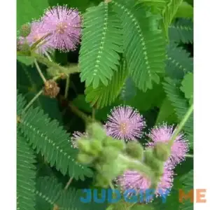 Sensitive Plant-Mimosa pudica 50+ Seeds