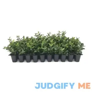 Florida Foliage Asiatic Jasmine Minima 60 Live Plants