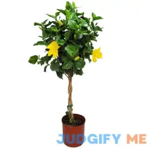 Tropical Plants of Florida Braided Hibiscus Tree Live Red President Overall Height 38" to 44